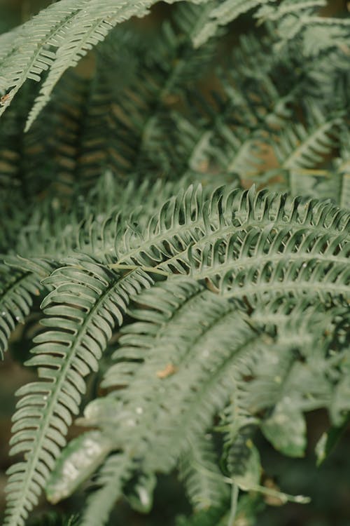 A close up of a fern leaf