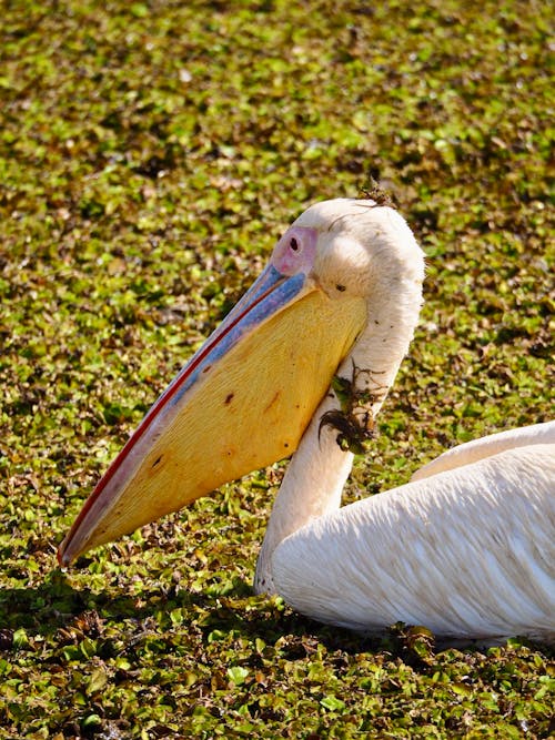 A Great White Pelican