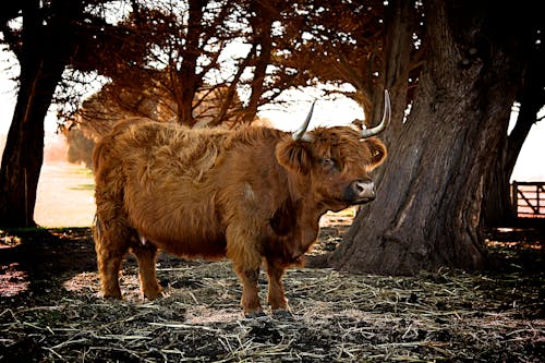 Kostenlos Brown Ox Stock-Foto