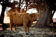 黄金时段，文特诺乡村的树林里站着一只高地牛