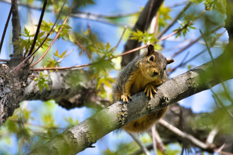 Brown Squirrel On Tree