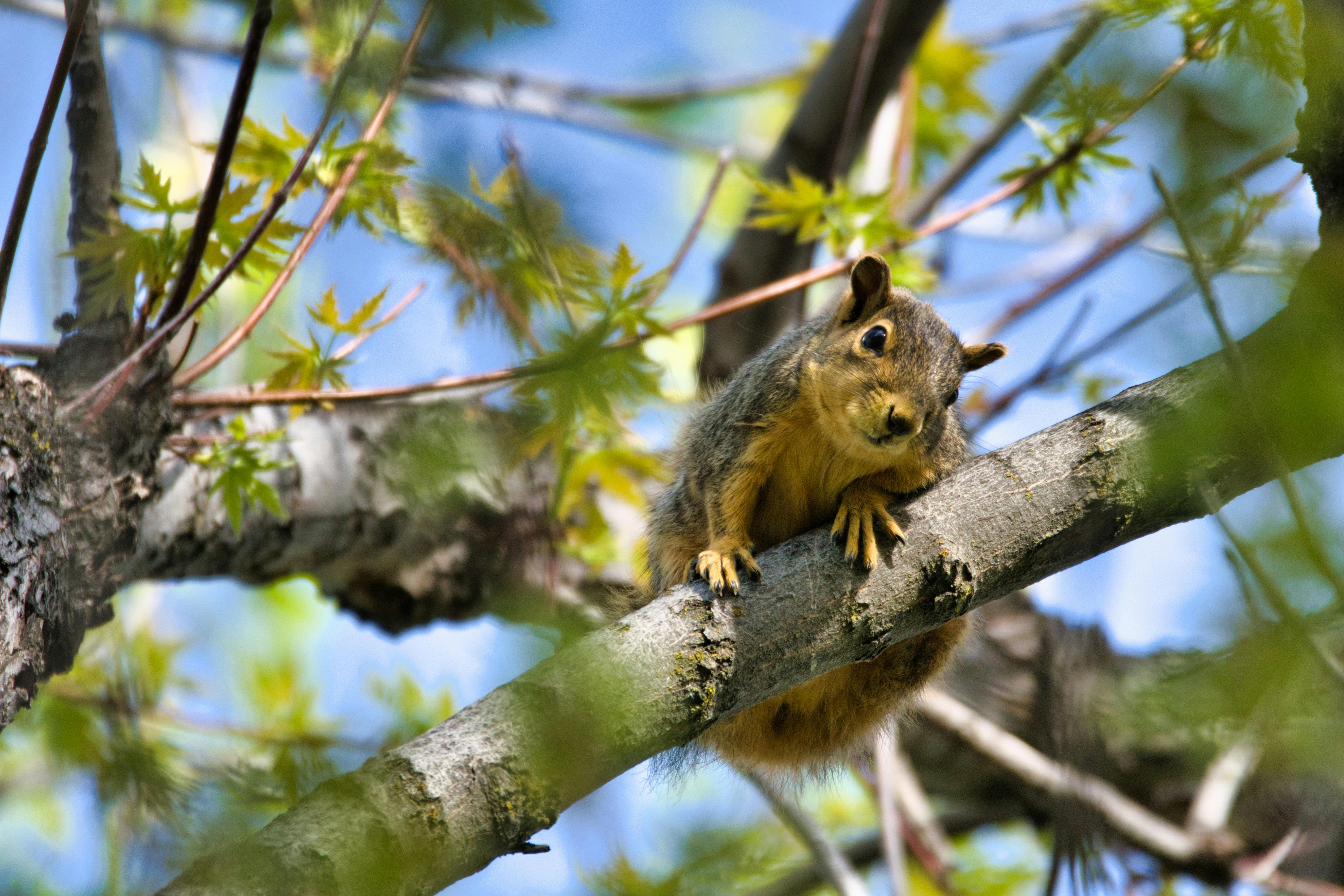 Brown Squirrel on Tree · Free Stock Photo
