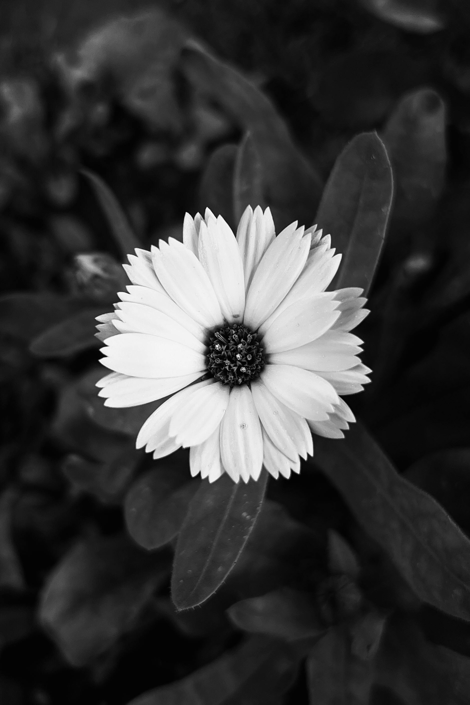 Monochromatic close-up of a daisy flower with detailed petals and leaves.