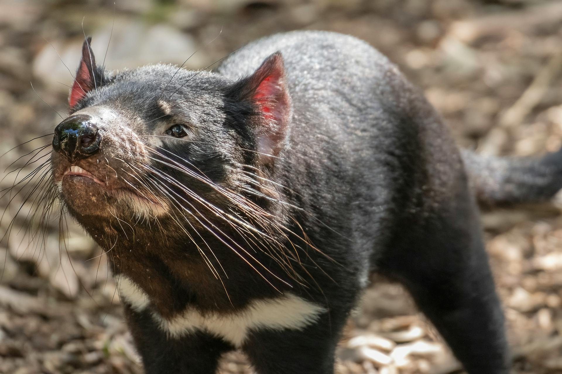 Close-up of a Tasmanian Devil