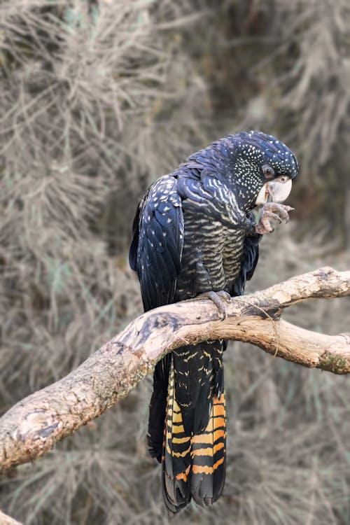 Black Cockatoo Parrot