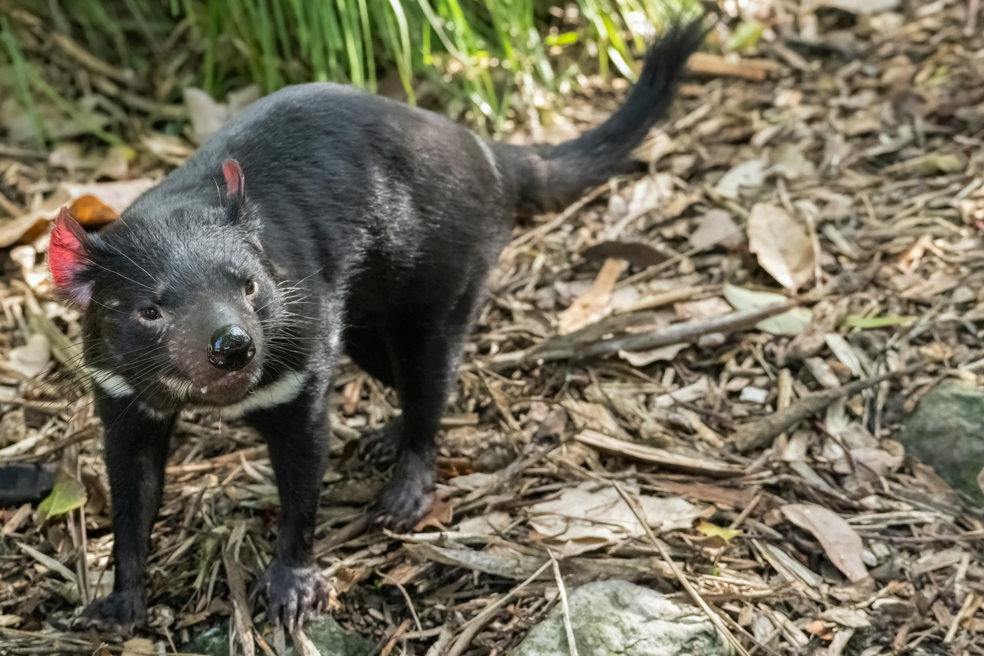 Close-up of a Tasmanian Devil