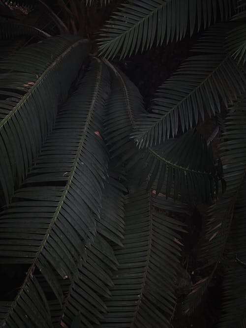 Fotos de stock gratuitas de naturaleza