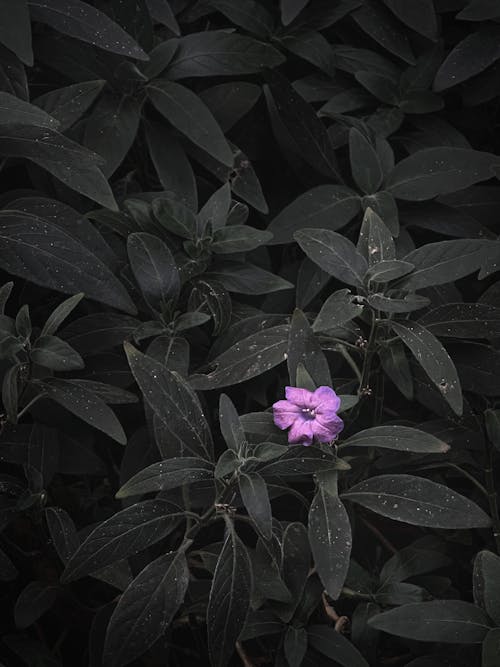 Fotos de stock gratuitas de naturaleza