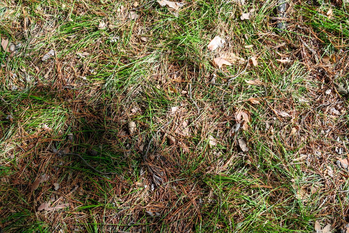 A close-up view of grass and fallen leaves with a shadow cast across, under daylight.