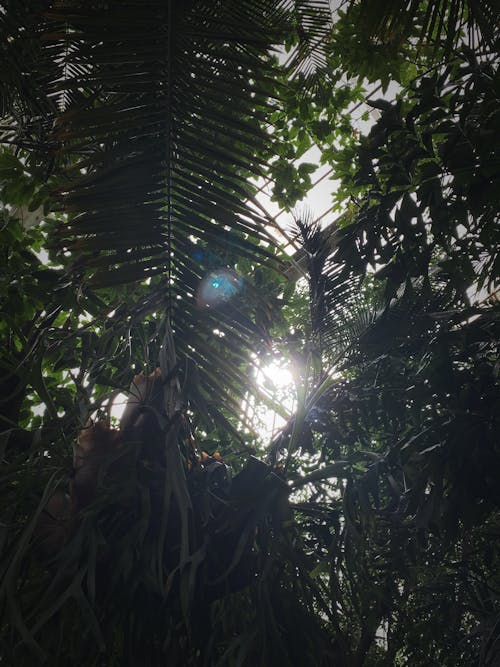 Fotos de stock gratuitas de naturaleza