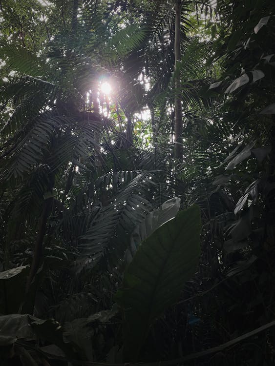 Fotos de stock gratuitas de naturaleza