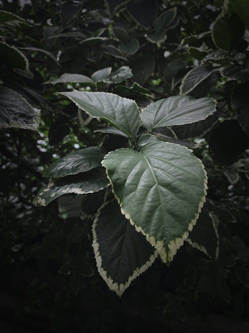 Fotos de stock gratuitas de naturaleza