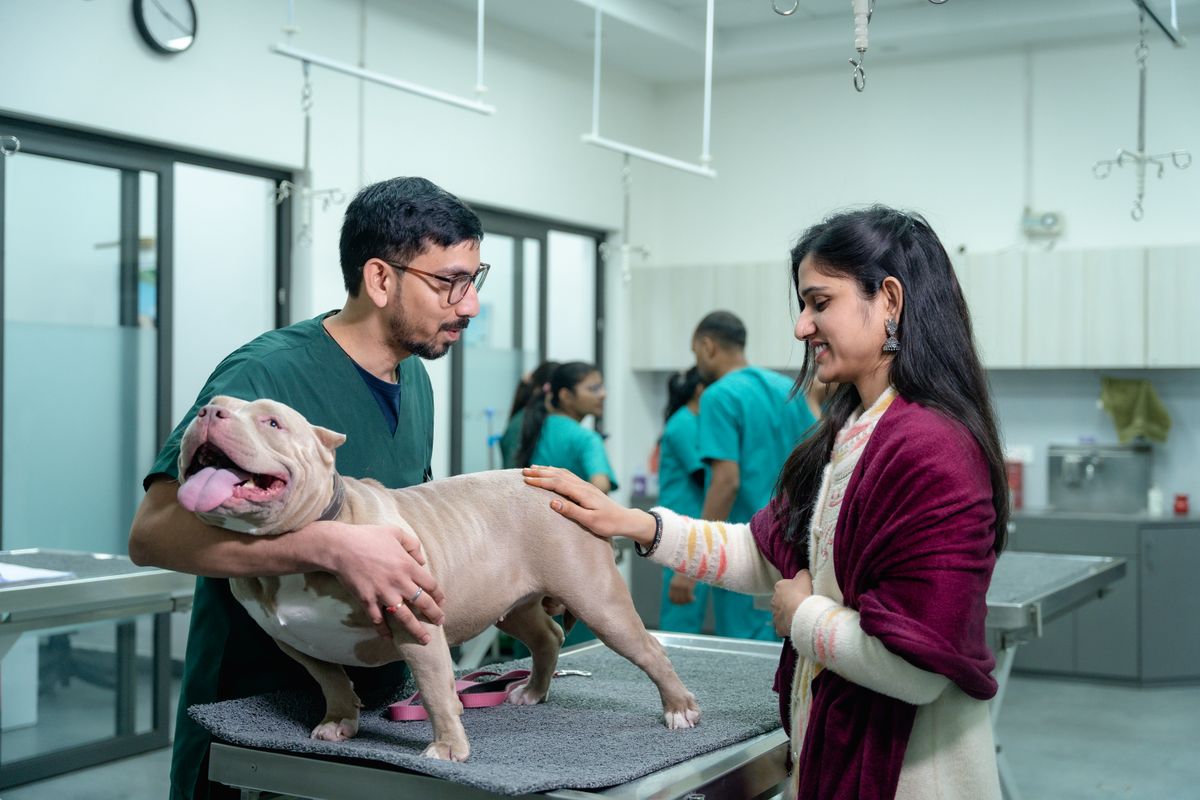 Veterinarian examining a dog with the owner present