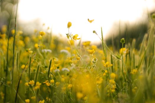Delicate small yellow Ranunculus buttercup flowers growing in green meadow on sunny day