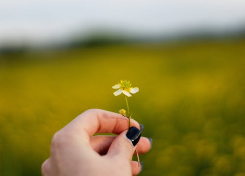 Free Crop woman showing delicate white wildflower on field Stock Photo
