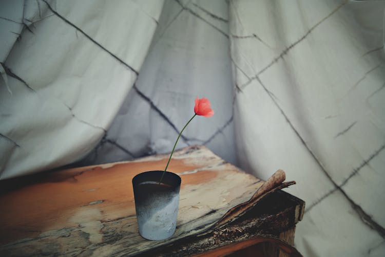 Red Petaled Flowers