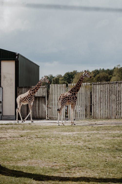 Deux Girafes Brunes