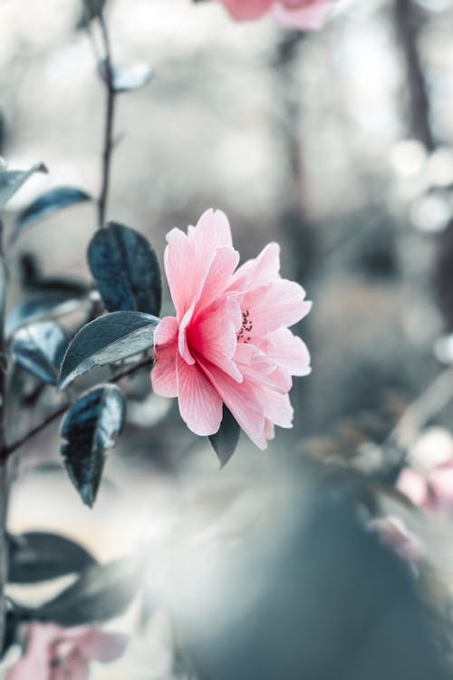 Kostenlos Blumen Mit Rosa Blütenblättern In Der Nahaufnahmefotografie Stock-Foto