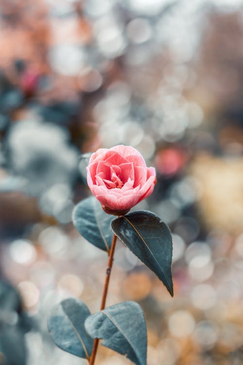 Bloem Met Roze Bloemblaadjes