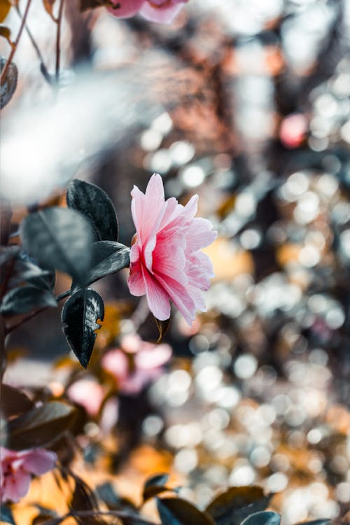 Pink Petaled Flowe