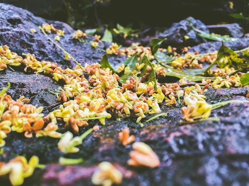 Безкоштовне стокове фото на тему «красиві квіти, освіжаючий, після дощу»