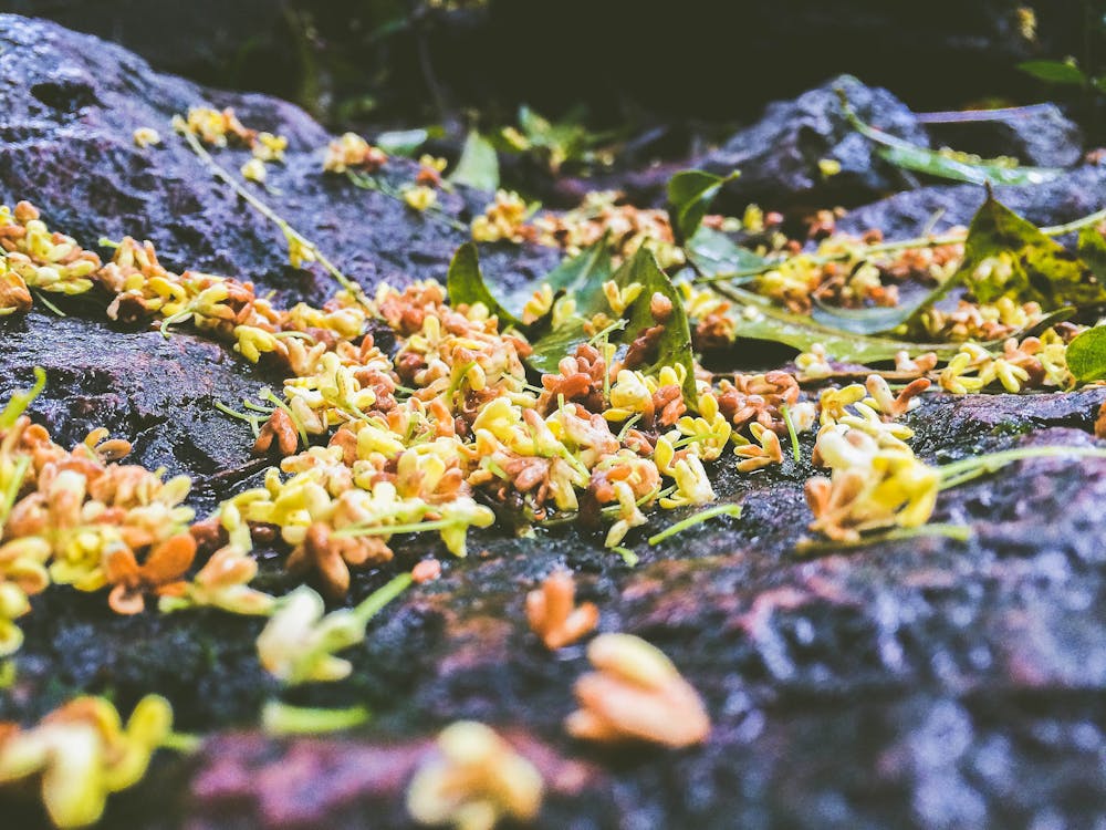 Gratis lagerfoto af efter regn, forfriskende, natur