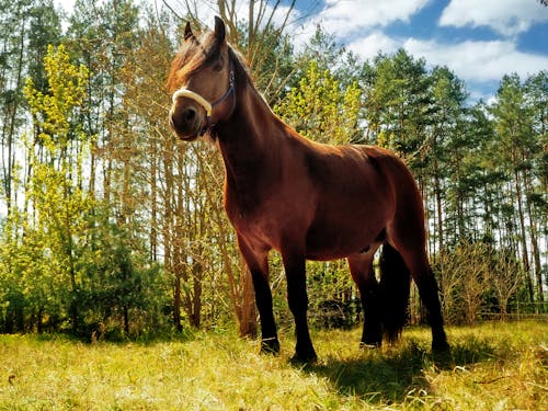 Free stock photo of horse Stock Photo