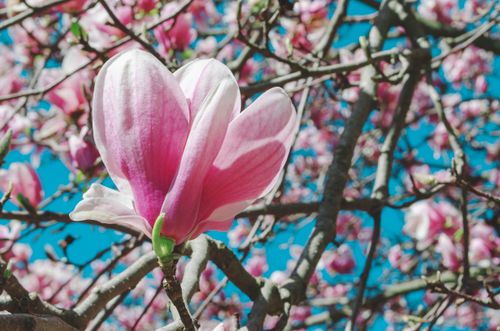 Free stock photo of bloom, blue sky, flowers Stock Photo