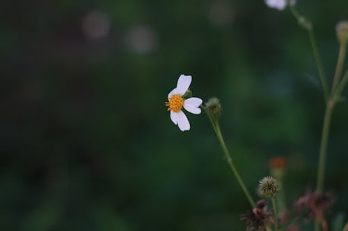 Free stock photo of the flowers in full bloom