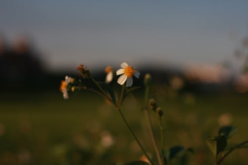 Free stock photo of the flowers in full bloom