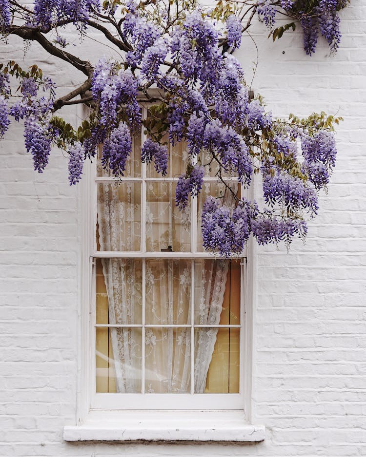 Purple Tree