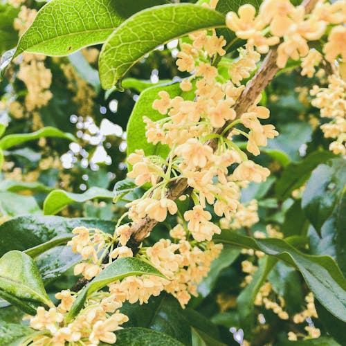 Безкоштовне стокове фото на тему «osmanthus, аромат, зелений»