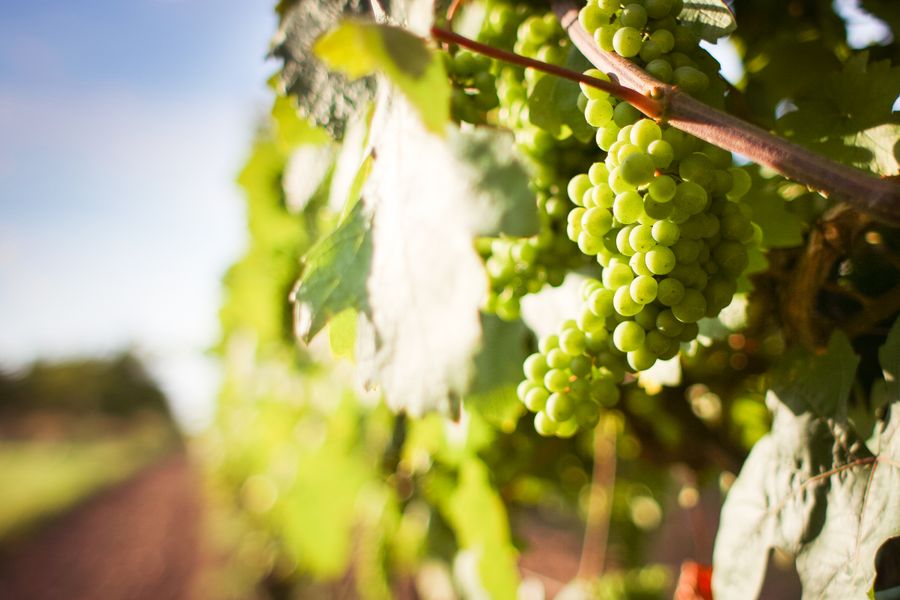 Green wine grapes ripening on the vine, ready for the September harvest