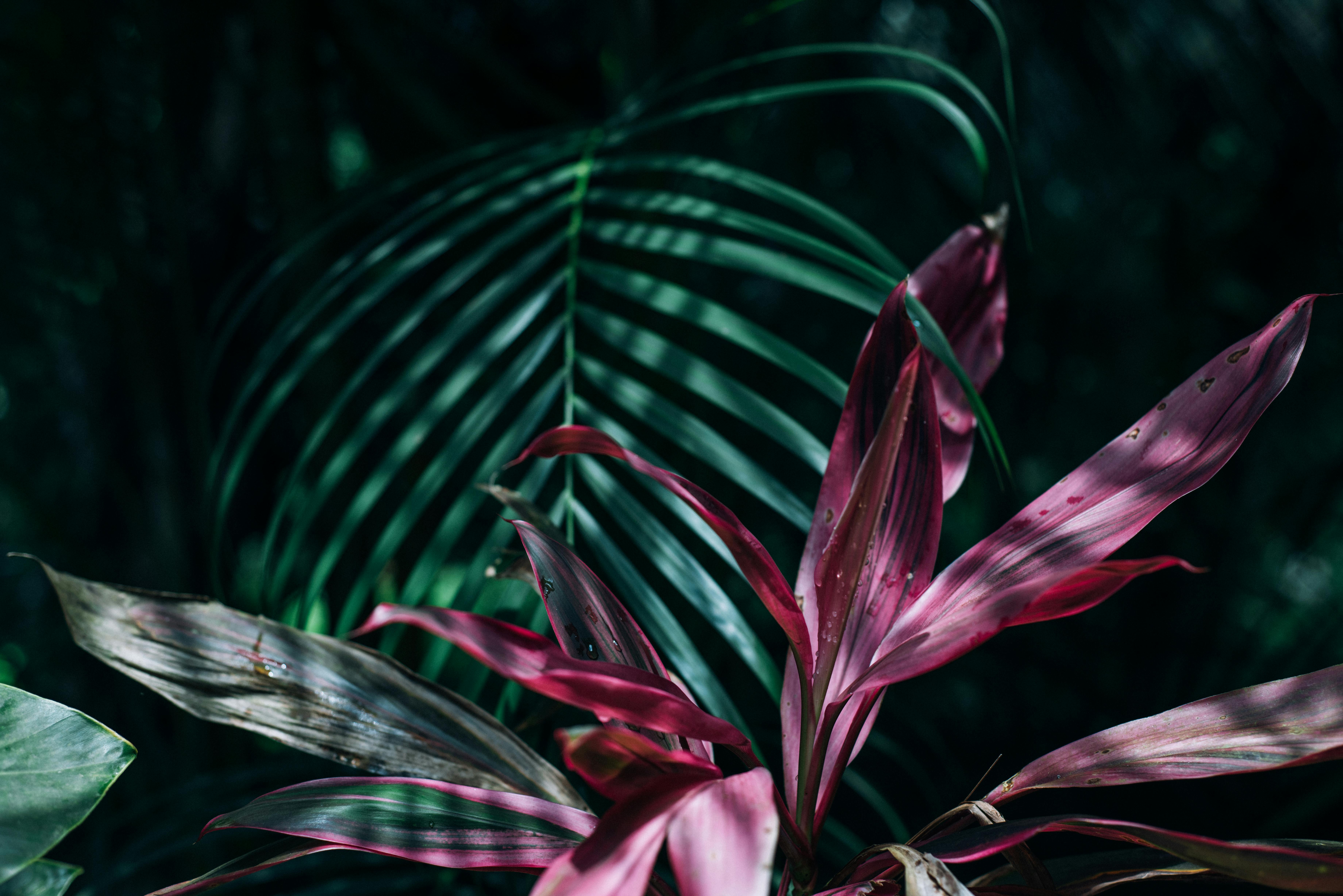 Tropical Plants Pictures  Download Free Images on Unsplash