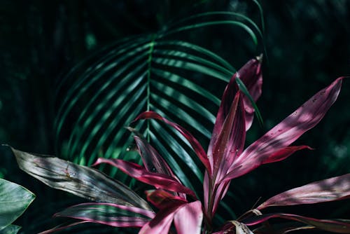 분홍색과 녹색 선형 잎 식물