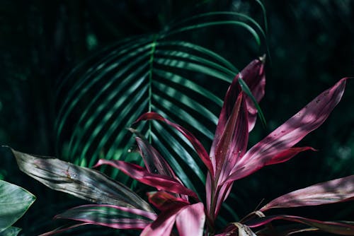 Pink and Green Linear Leaf Plants