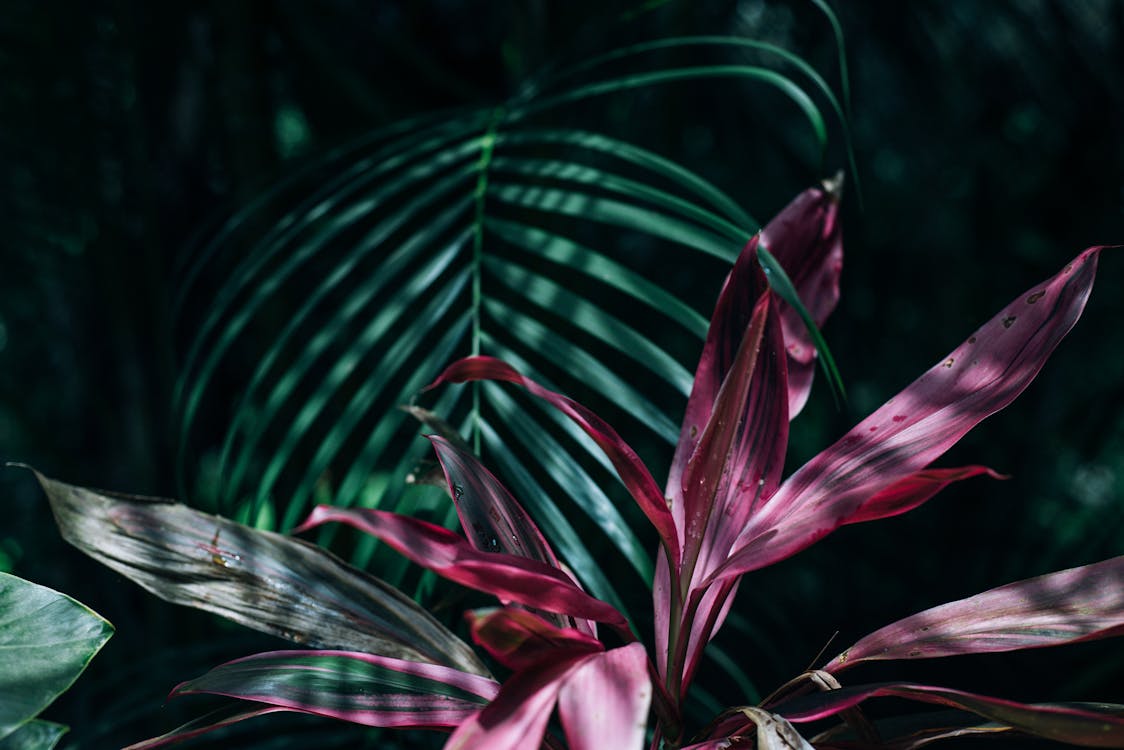 Pink and Green Linear Leaf Plants