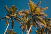 在萨马纳的多米尼加共和国，晴朗的蓝天下，棕榈树充满活力