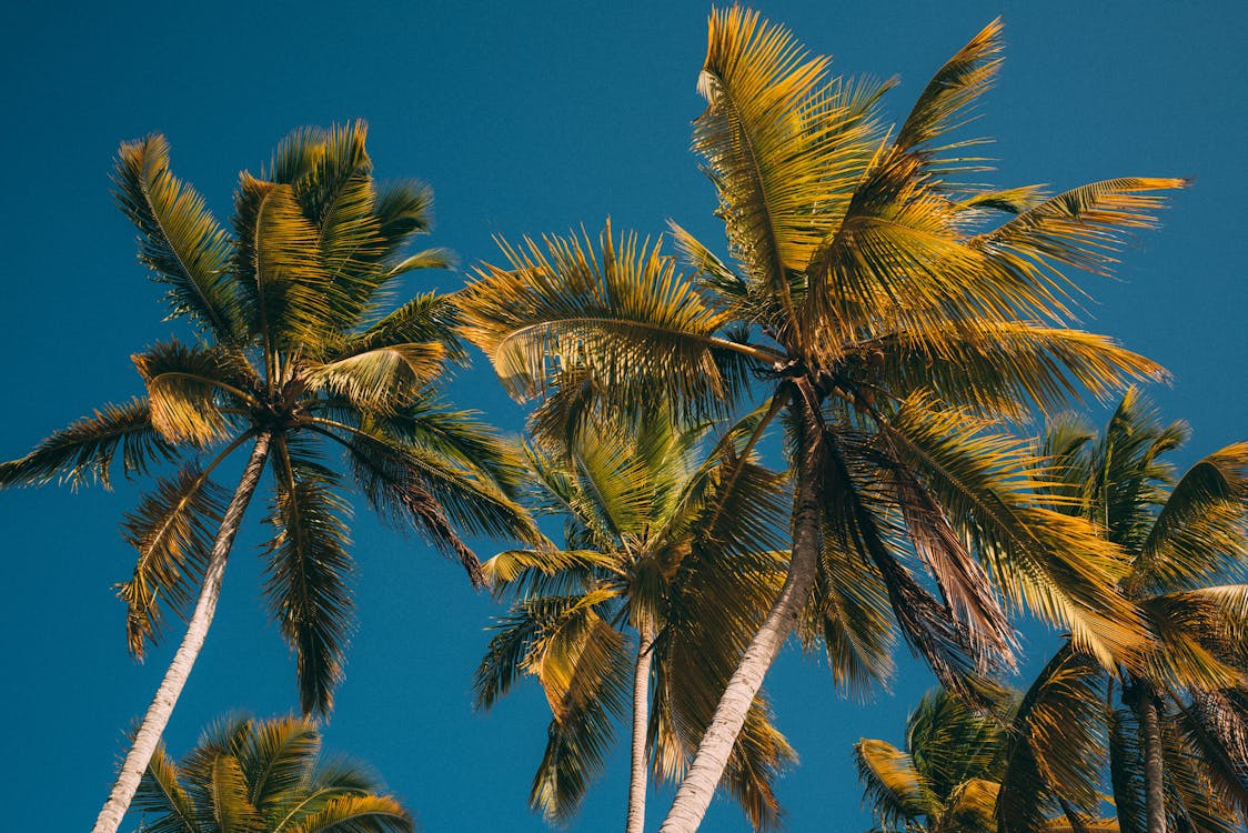 Green Coconut Tree Under Blue Sky