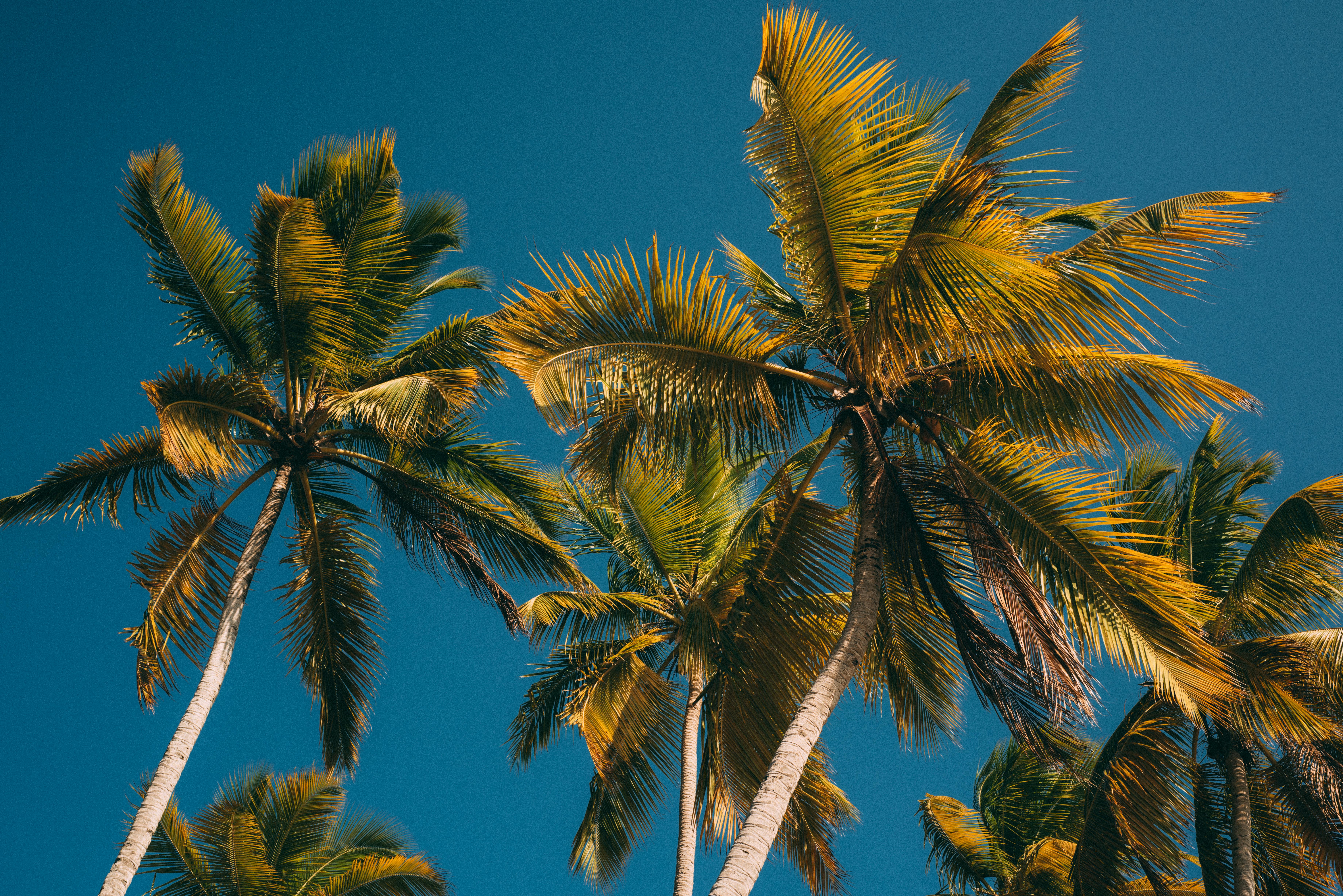Green Coconut Tree Under Blue Sky · Free Stock Photo