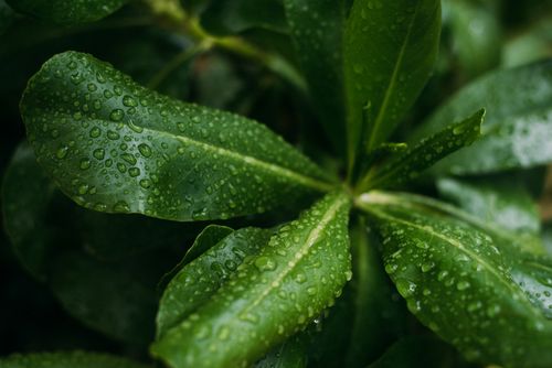 Free Detailed view of fresh green leaves covered with water droplets, symbolizing purity and growth. Stock Photo