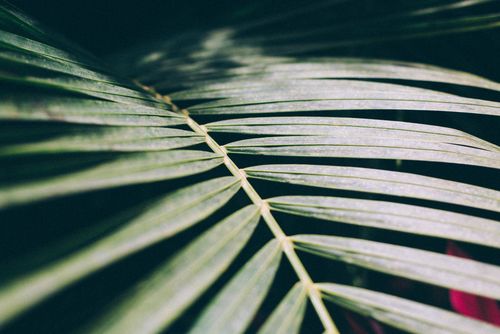 Free Detailed view of tropical palm leaves showcasing natural green textures, perfect for nature-themed projects. Stock Photo
