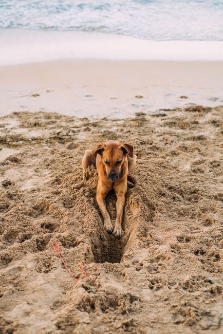 Brown dog playfully digging in the sand at a sunny beach by the ocean's edge.