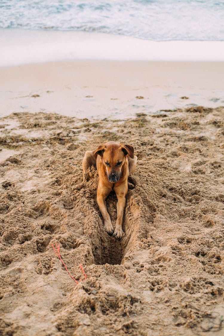 Dog Lying On Shore During Day