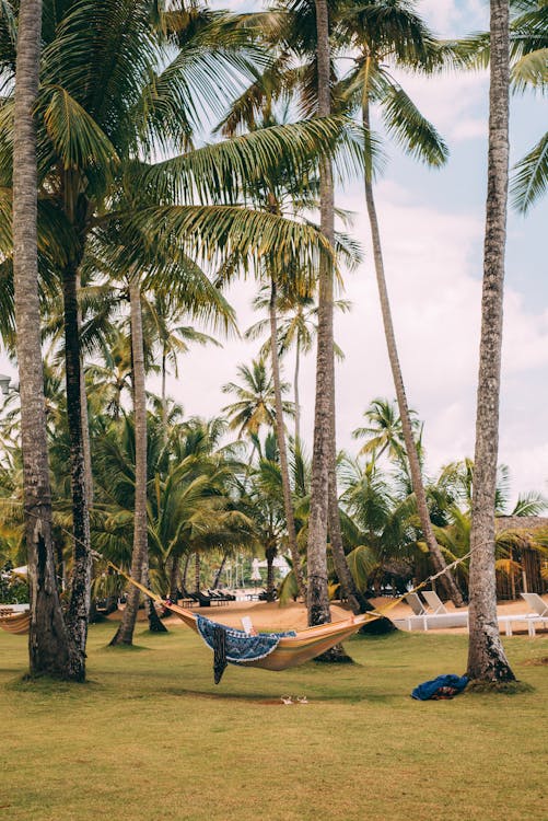 Green Palm Trees With Beige Hammock