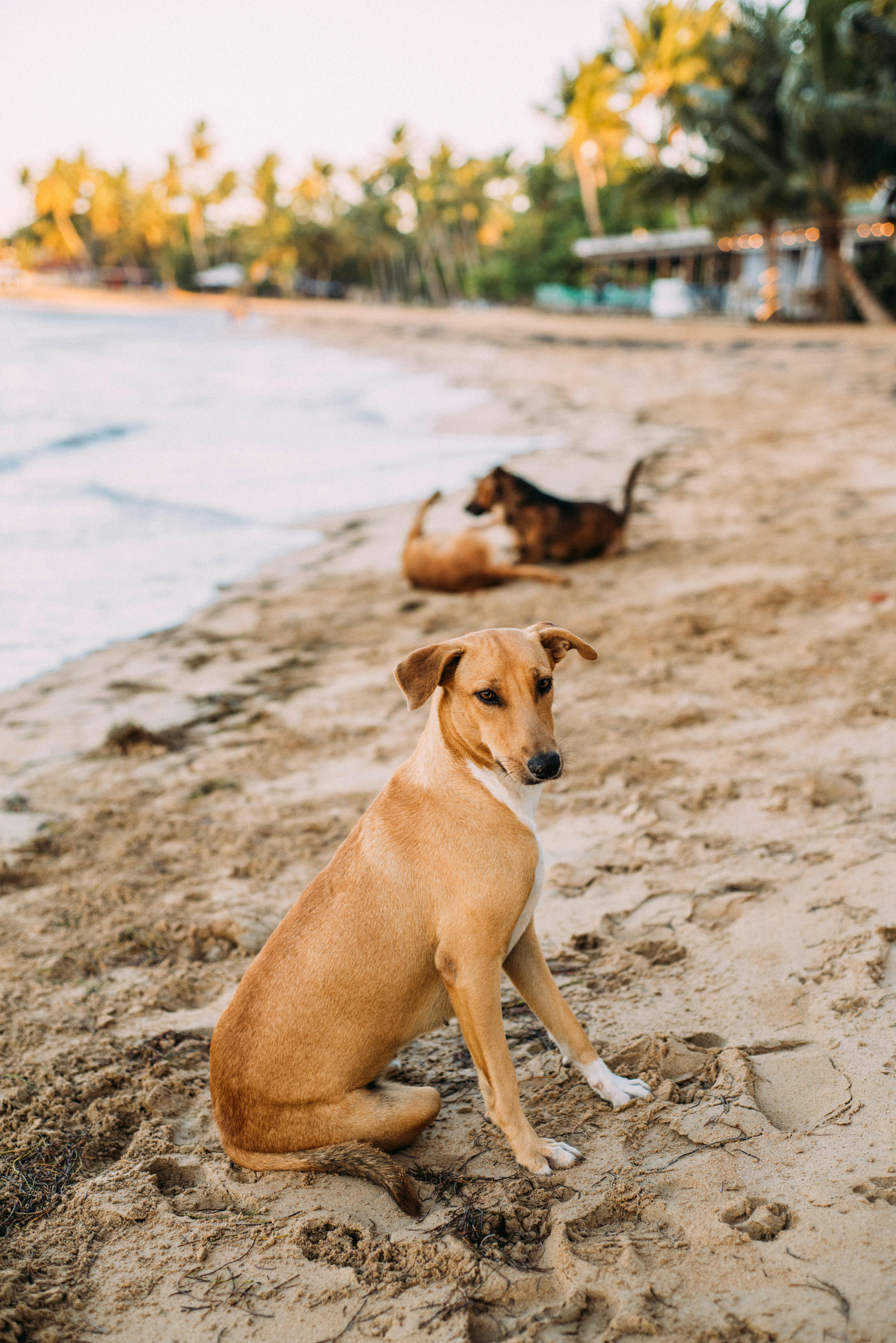 shallow focus photo of brown dog sitting on seashore