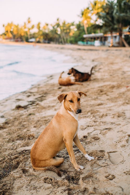 Shallow Focus Photo of Brown Dog Sitting on Seashore