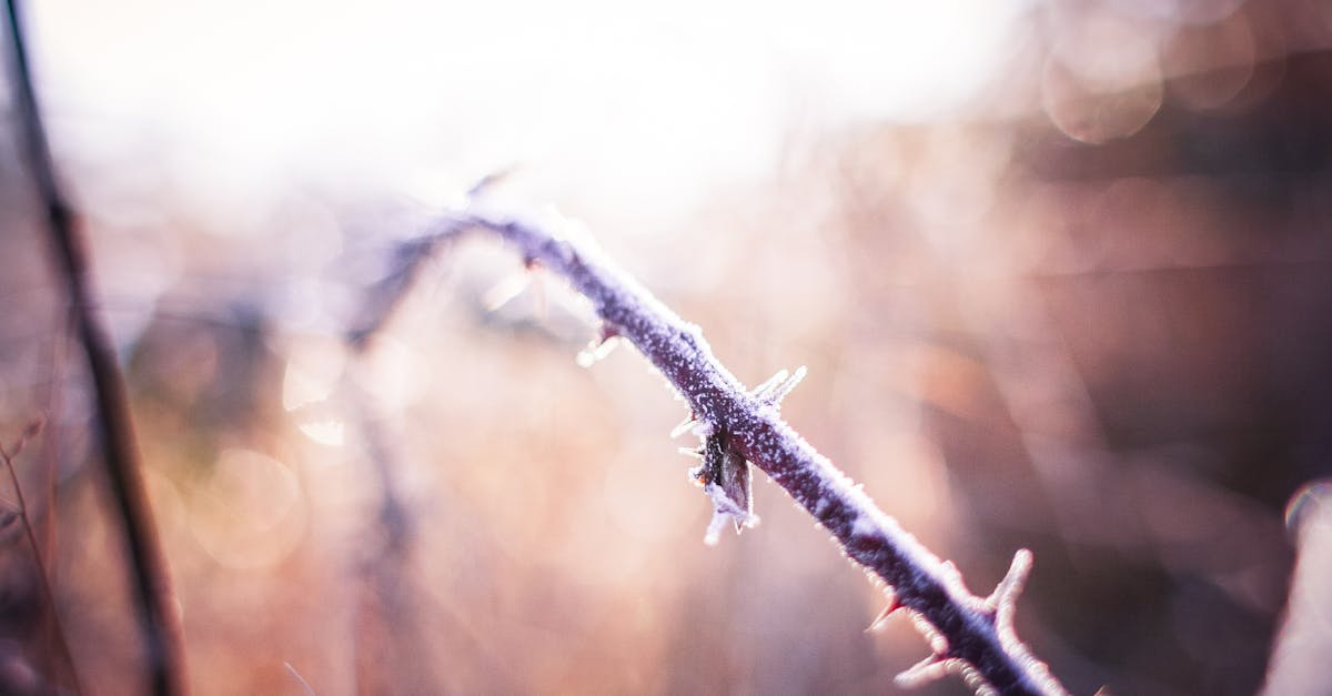 Free stock photo of bush, forest, hoarfrost