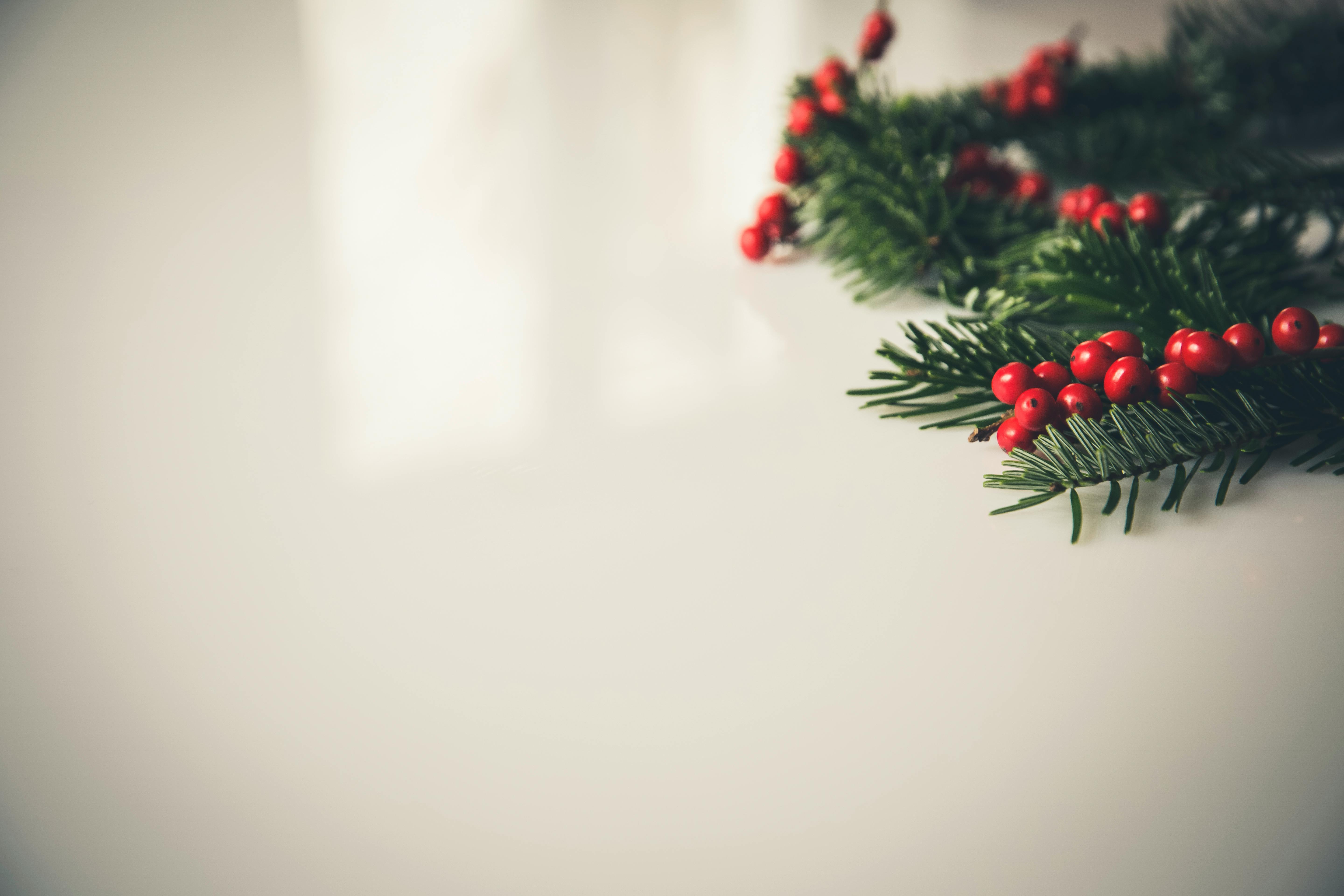 Christmas Holly Beside White Painting Concrete Wall · Free Stock Photo