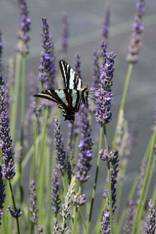 Butterfly on Blooming Lavender